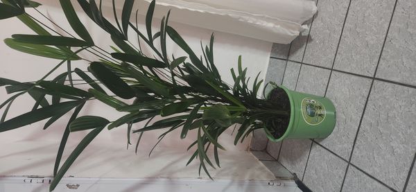 Identificação da planta Palmeira-ráfis por foto