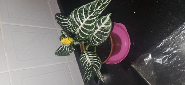 Identificação da planta Planta zebra por foto