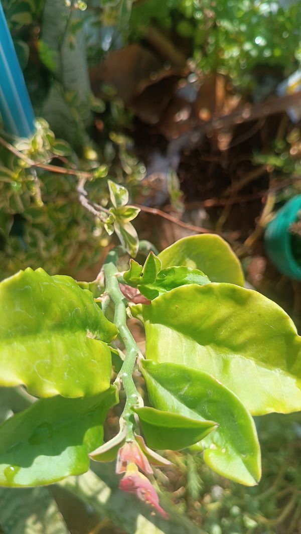 Identificação da planta Dois Amores por foto