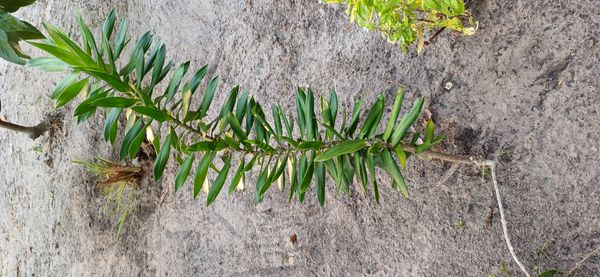Identificação da planta Dracena Reflexa por foto