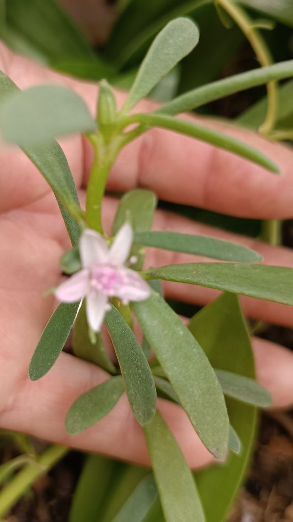 Identificação da planta Beldroega-da-praia por foto