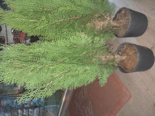 Identificação da planta Pinho por foto