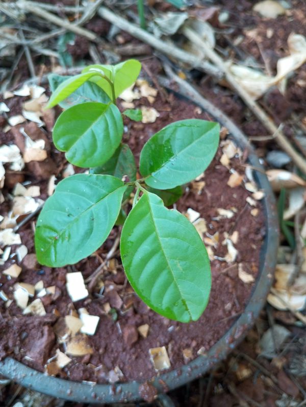 Identificação da planta Fruta-do-conde por foto