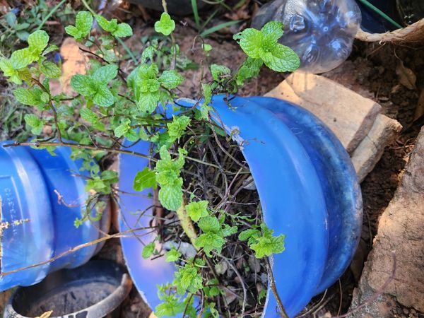 Identificação da planta Hortelã por foto
