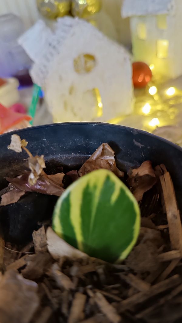 Identificação da planta Peperomia limão por foto