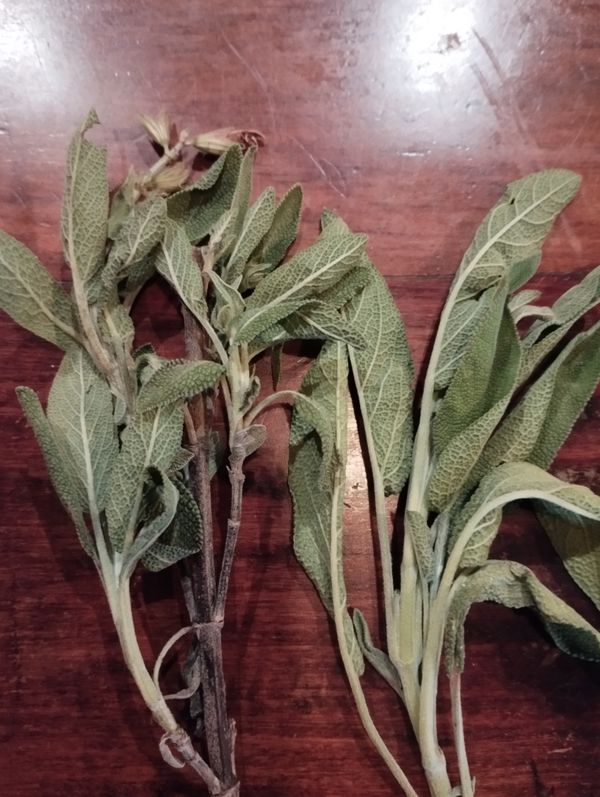 Identificação da planta Sálvia por foto