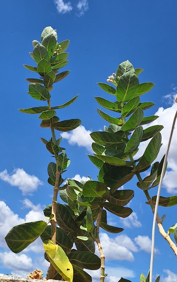 Identificação da planta Flor-de-seda por foto