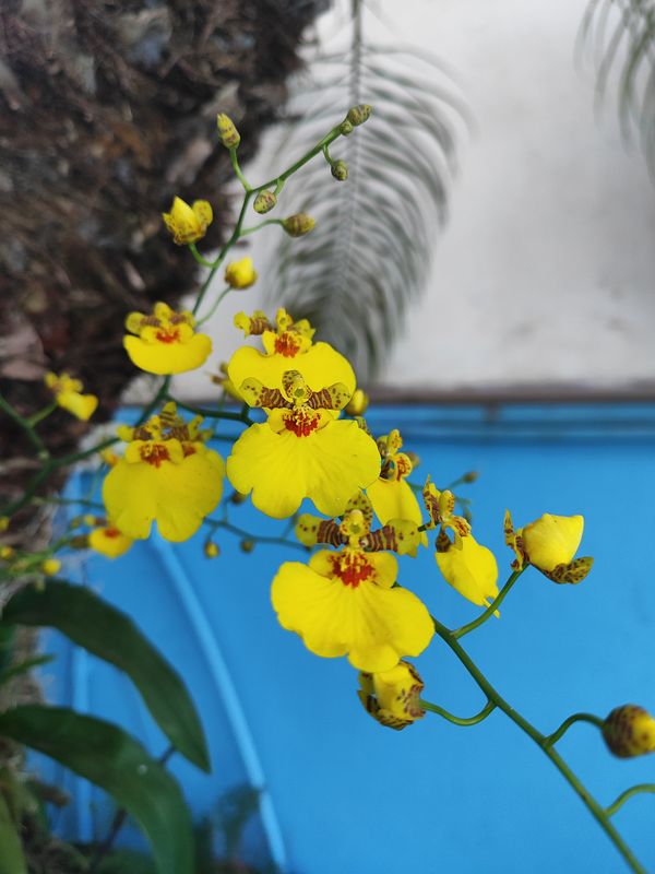 Identificação da planta Chuva-de-ouro por foto