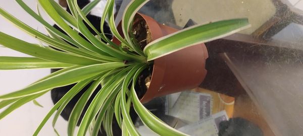 Identificação da planta Clorófito por foto