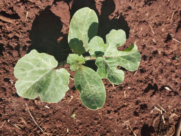 Identificação da planta Melancia por foto