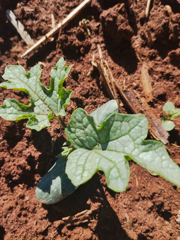 Identificação da planta Maxixe-do-reino por foto