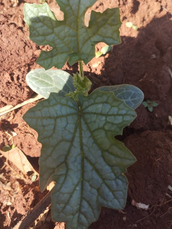 Identificação da planta Melão por foto