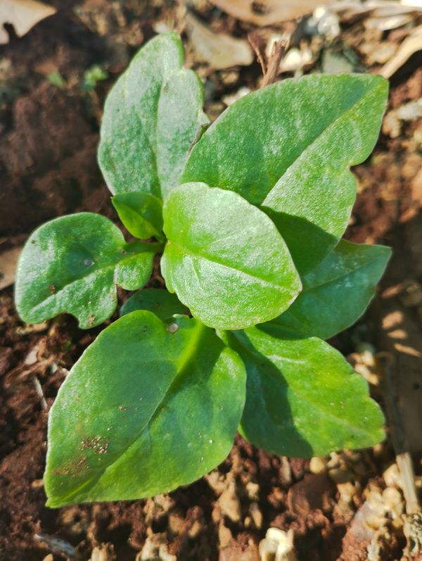 Identificação da planta Bredo-de-espinafre por foto