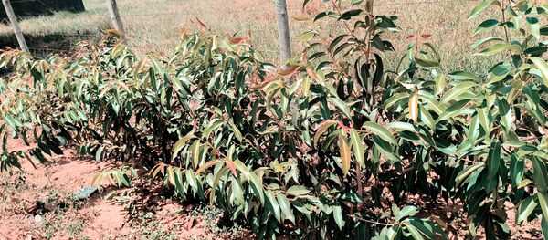 Identificação da planta Jamelão por foto