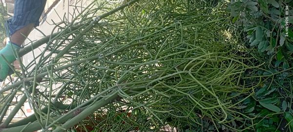 Identificação da planta Aveloz por foto