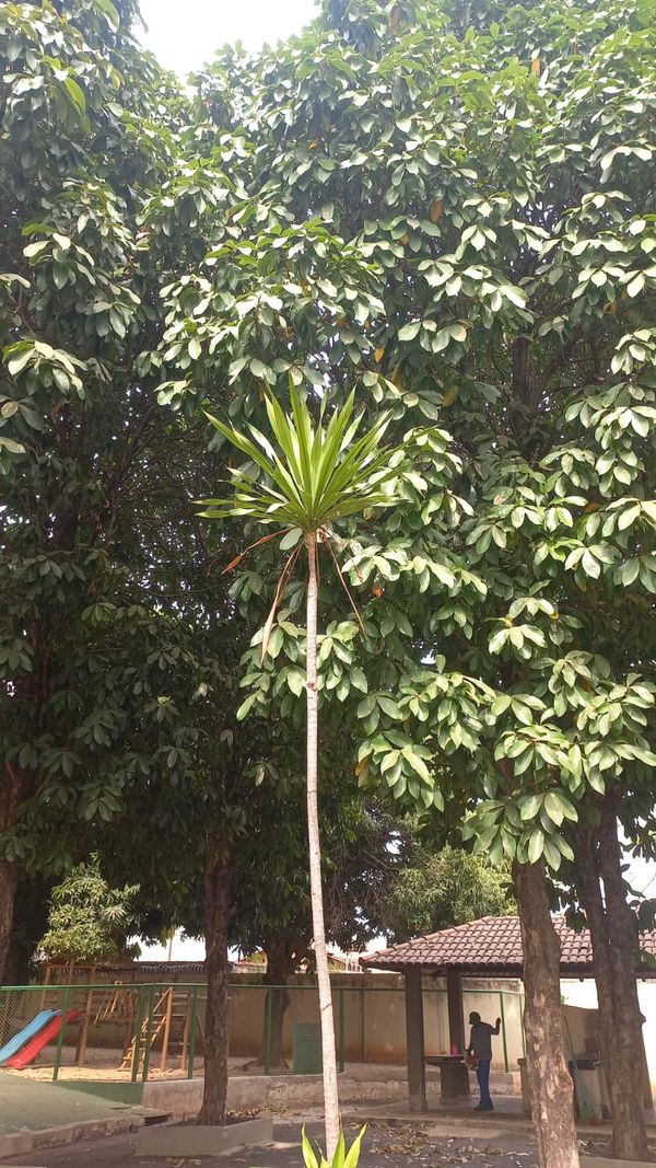 Identificação da planta Dracena chocolate por foto