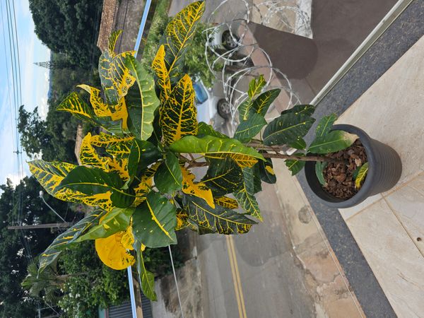 Identificação da planta Cróton por foto