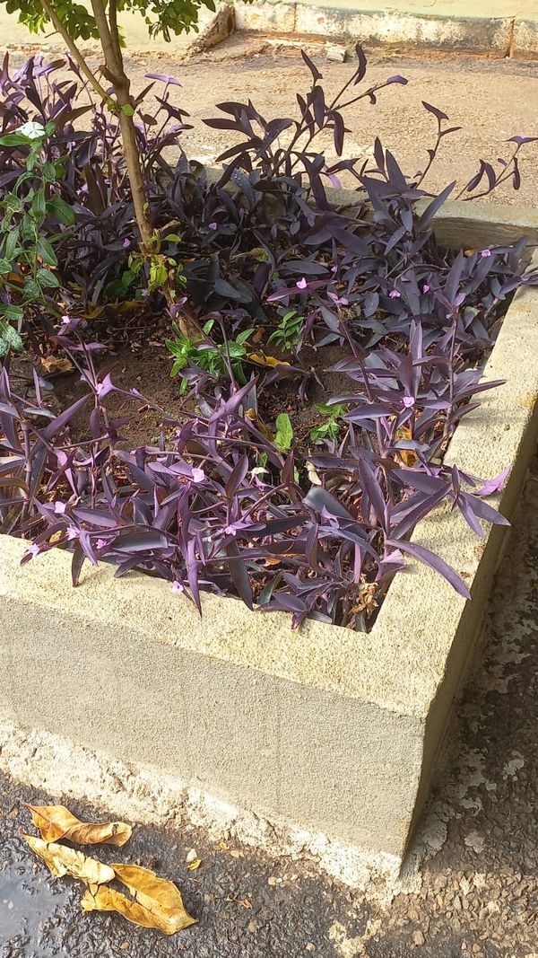 Identificação da planta Trapoeraba-roxa por foto