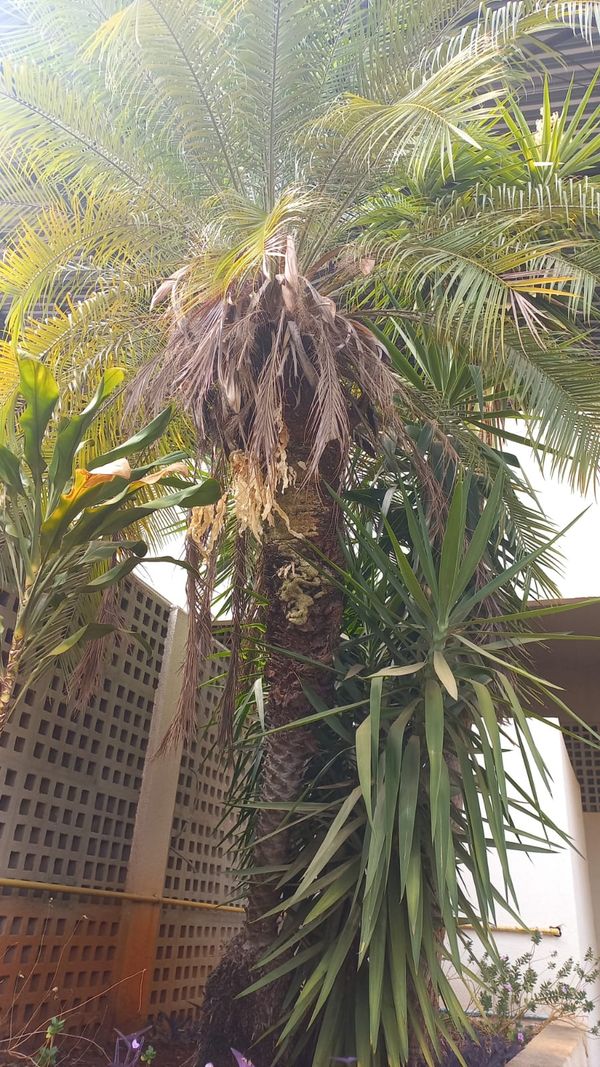 Identificação da planta Palmeira-dama por foto
