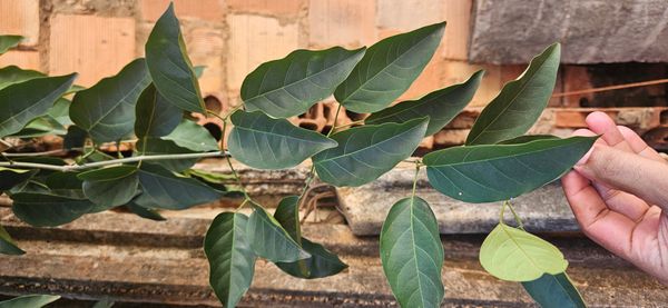 Identificação da planta Trombeta-chinesa por foto