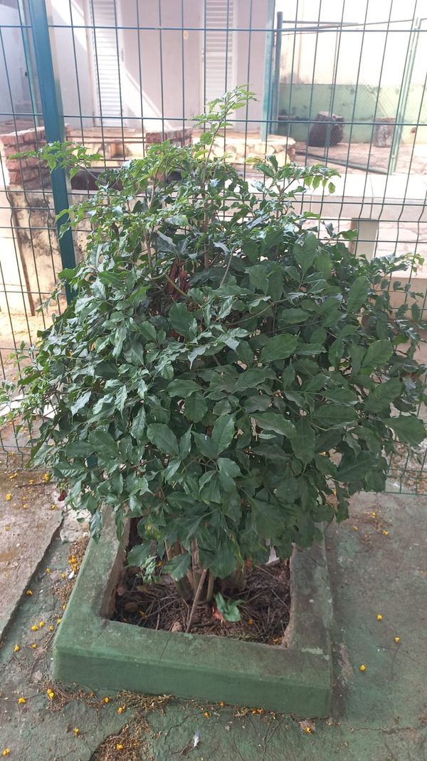 Identificação da planta Café-de-bugre por foto