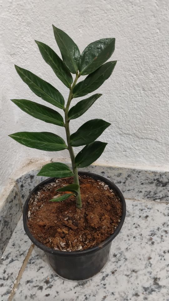 Identificação da planta Zamioculcas por foto