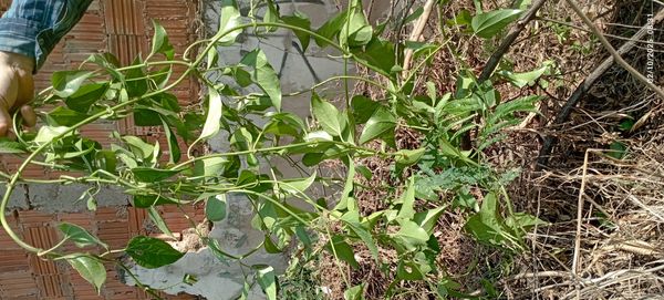 Identificação da planta Guaco por foto