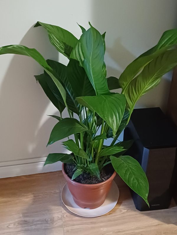 Identificação da planta Filodendro Brasil por foto