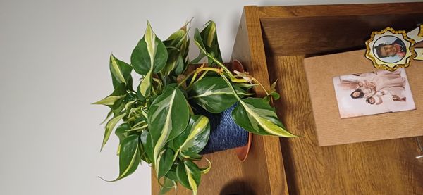 Identificação da planta Filodendro Brasil por foto