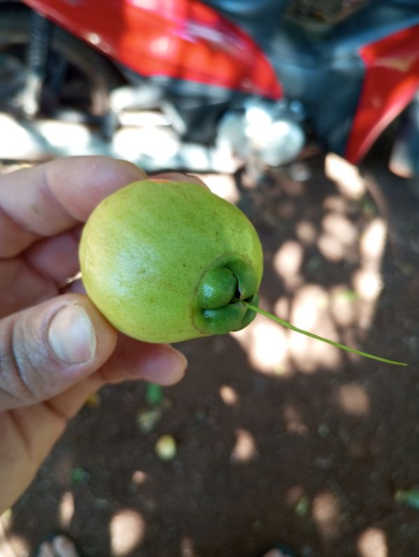 Identificação da planta Jambo amarelo por foto
