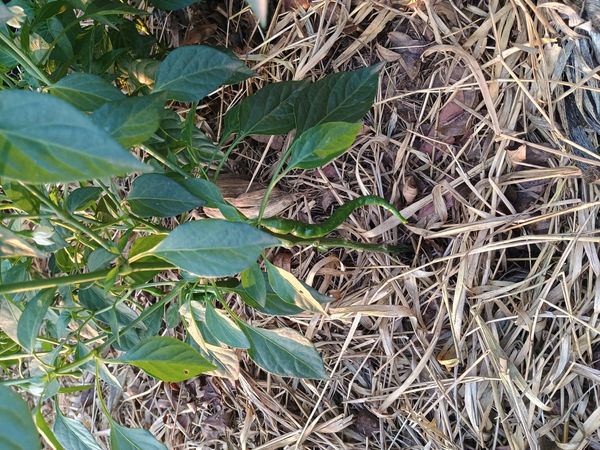 Identificação da planta Malagueta por foto