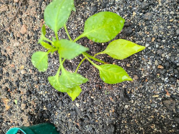 Identificação da planta Malagueta por foto