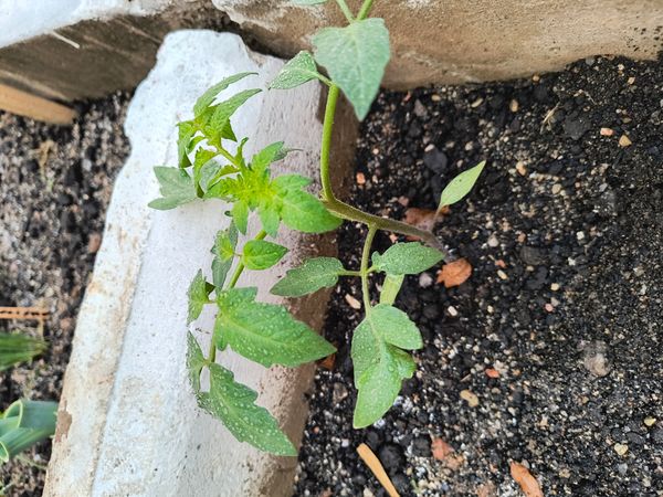 Identificação da planta Tomate por foto