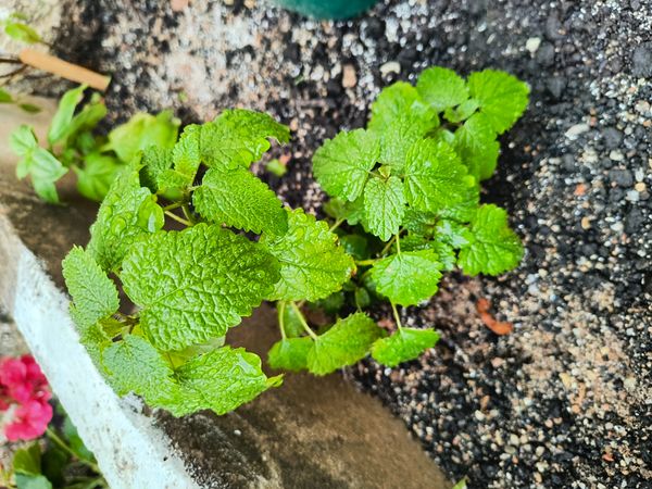 Identificação da planta Hortelã por foto