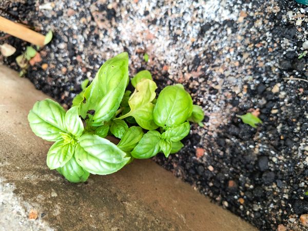 Identificação da planta Manjericão por foto
