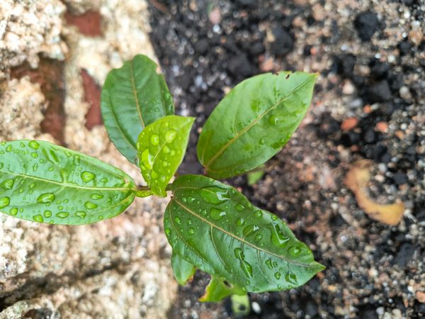 Identificação da planta Maracujá por foto