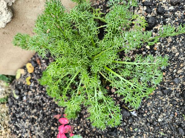 Identificação da planta Camomila por foto