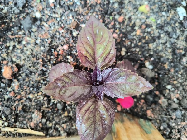 Identificação da planta Manjericão por foto