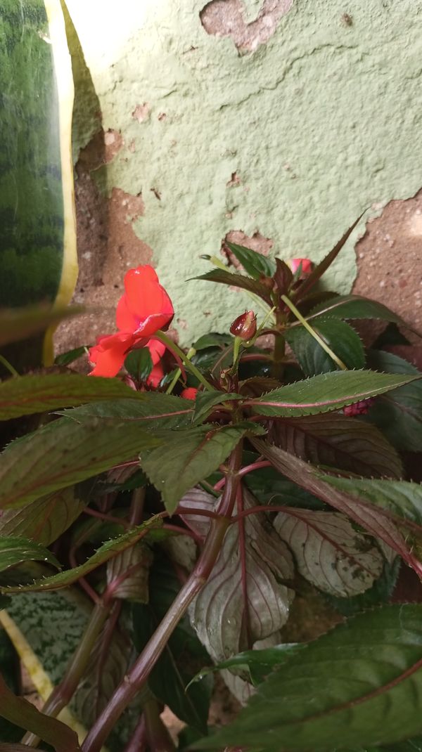 Identificação da planta Beijinho por foto