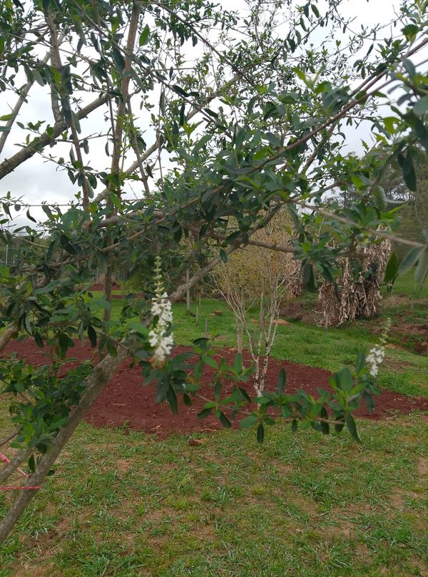 Identificação da planta Alfazema por foto
