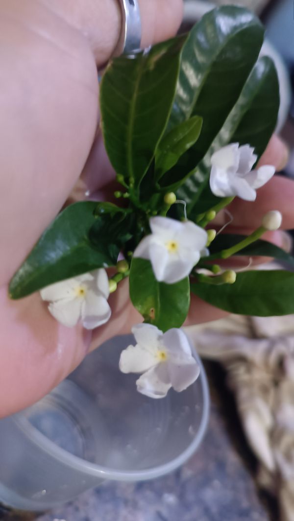 Identificação da planta Jasmim-do-brejo por foto