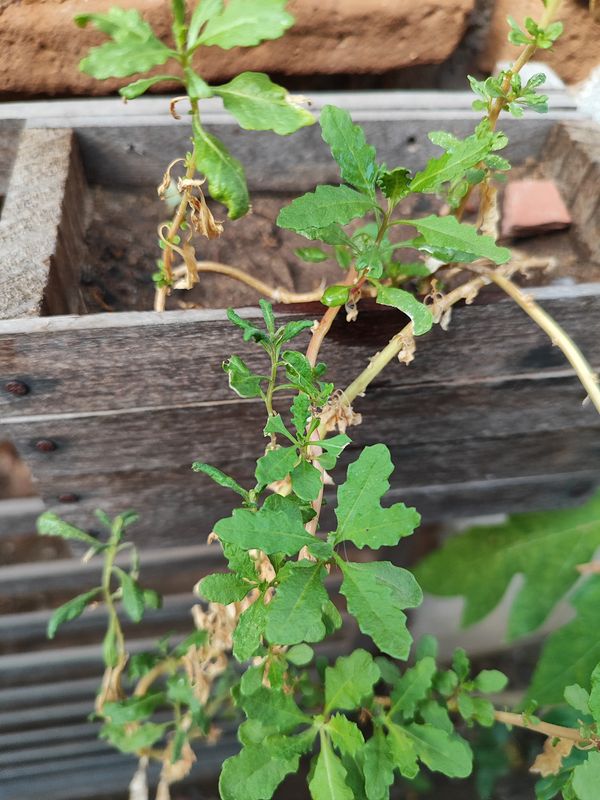 Identificação da planta Mastruz por foto