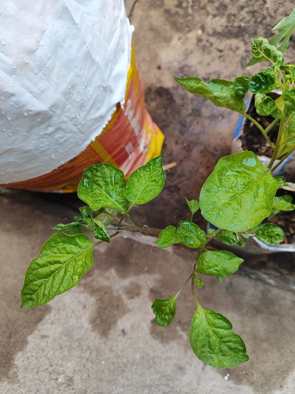 Identificação da planta Pimenta-de-cheiro por foto
