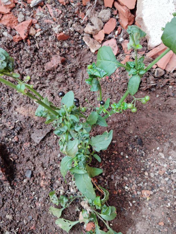 Identificação da planta Maria-pretinha por foto