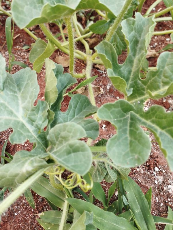 Identificação da planta Melancia por foto