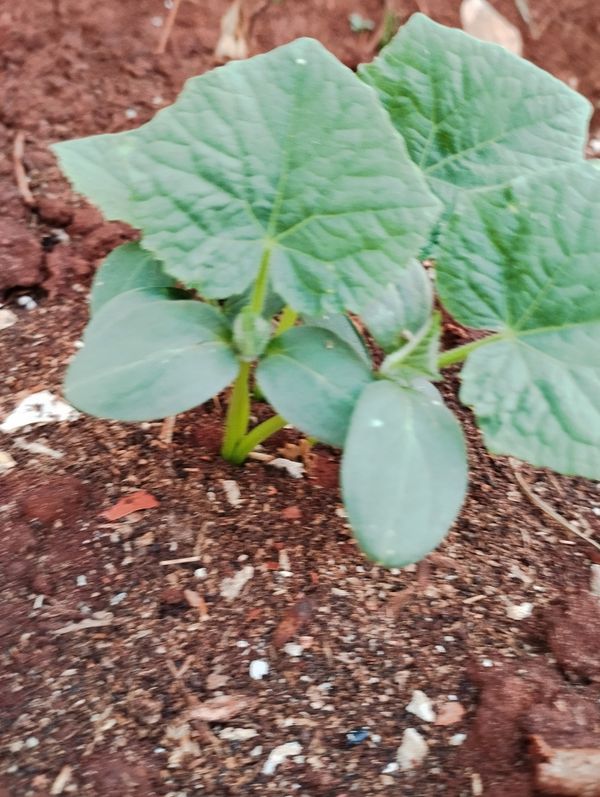 Identificação da planta Pepino por foto