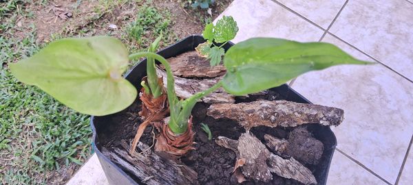 Identificação da planta Copo-de-leite por foto
