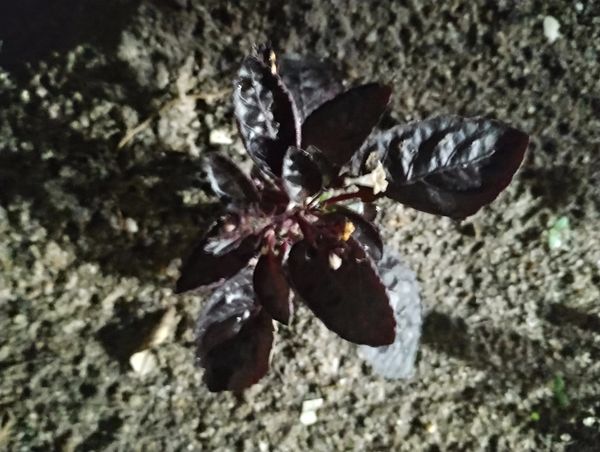 Identificação da planta Rochinha por foto