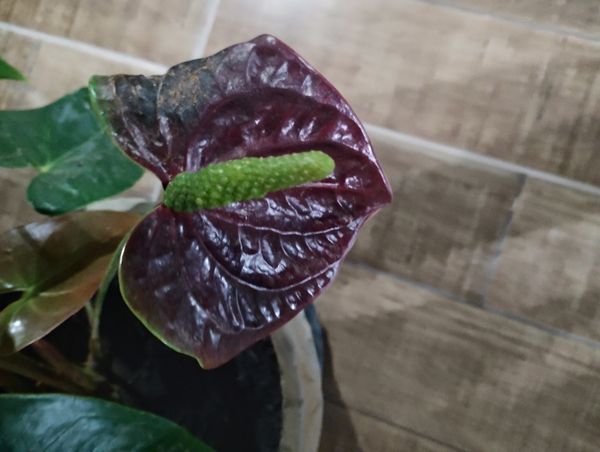 Identificação da planta Micro antúrio por foto