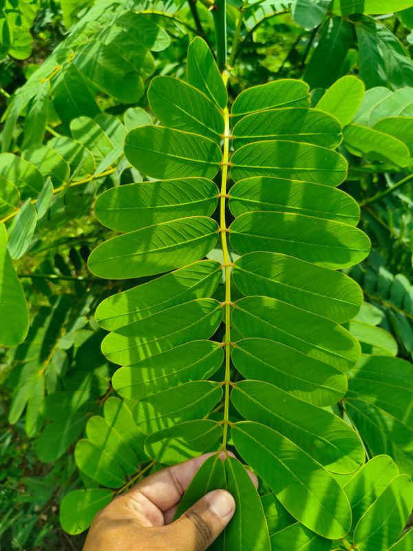 Identificação da planta Mata-pasto por foto